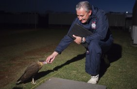 O técnico Tite brinca com um gaviao que apareceu no CT, dizendo que ele dara sorte ao Corinthians e tara o titulo da Libertadores 2012, após o treino realizado esta tarde no CT Joaquim Grava, localizado no Parque Ecológico do Tiete. O próximo jogo da equipe será domingo, dia 20/05, contra o Fluminense, no Pacaembu, abertura do Campeonato Brasileiro de 2012
