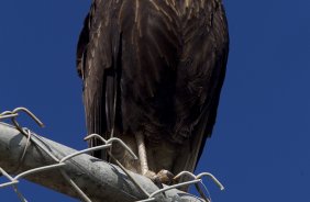 Um gaviao apareceu durante o treino realizado esta manh no CT Joaquim Grava, localizado no Parque Ecolgico do Tiete. O prximo jogo da equipe ser amanh, domingo, dia 20/05, contra o Fluminense, no Pacaembu, abertura do Campeonato Brasileiro de 2012