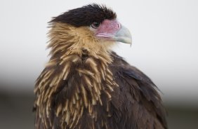 Um gaviao voltou ao CT durante o treino realizado esta tarde no CT Joaquim Grava, localizado no Parque Ecolgico do Tiete. O prximo jogo da equipe ser quarta-feira, dia 13/06, contra o Santos, na Vila Belmiro, jogo de ida vlido pela semi final da Copa Libertadores da Amrica 2012