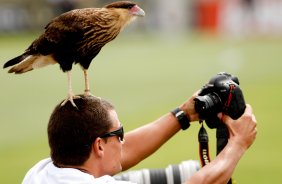 Gaviao pousa na cabeca do fotografo do jornal lance Eduardo Viana durante treino do Corinthians realizado no CT Joaquim Grava