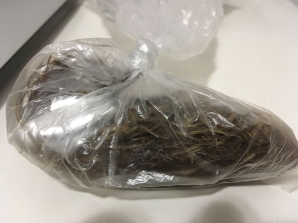 Tufo de grama do Pacaembu guardado até hoje por Bruno